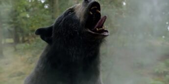 O Urso do Pó Branco