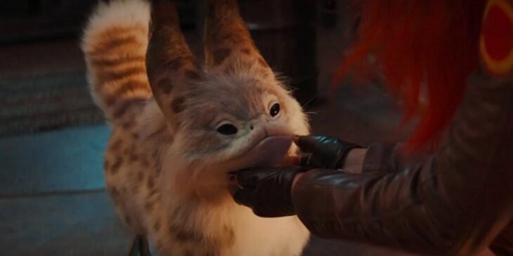 Gato de Ahsoka