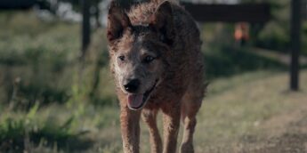 Trailer de Cemitério Maldito