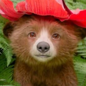 Paddington bebê