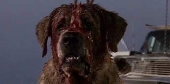 Cujo de Stephen King