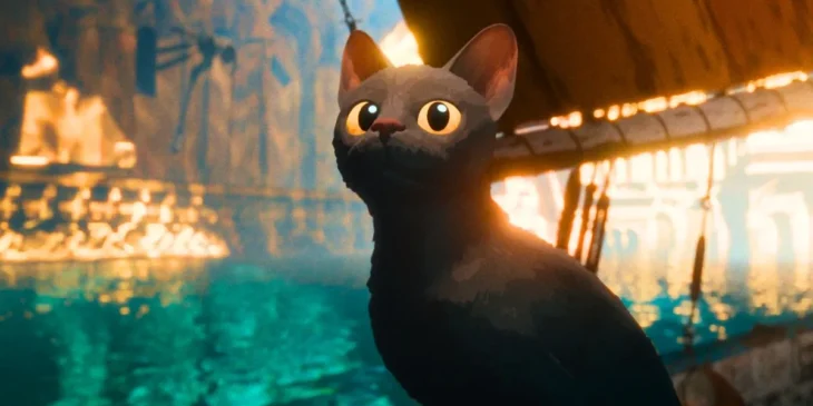 Flow adoção gatos pretos Brasil