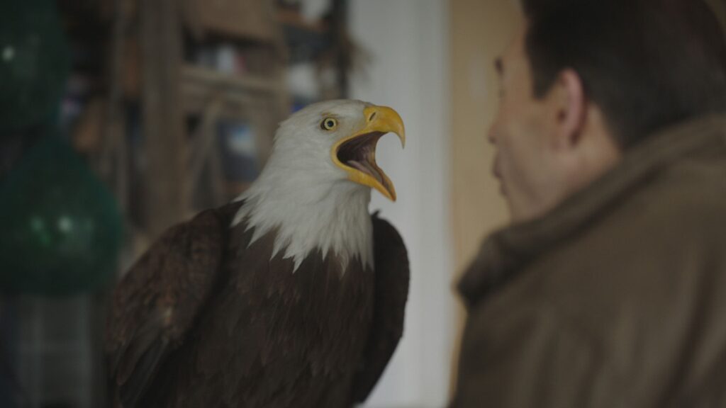 Eagly do Pacificador