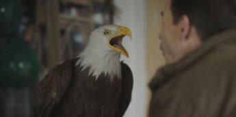 Eagly do Pacificador