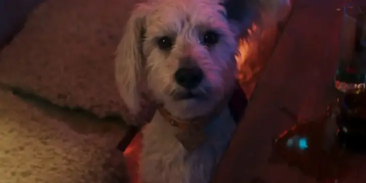 Krypto em Supergirl