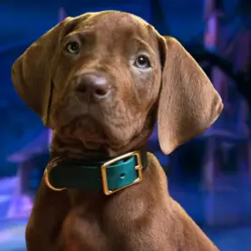 Scooby-Doo na série da Netflix, A Origem